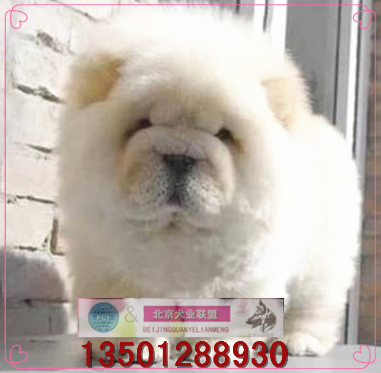 小体松狮犬纯种幼犬出售/家养宠物狗白色小肉嘴小松狮活体送货L在类目 宠物/宠物食品及用品, 狗狗中 - 来自Buy2taobao.com提供专业的淘宝代购服务