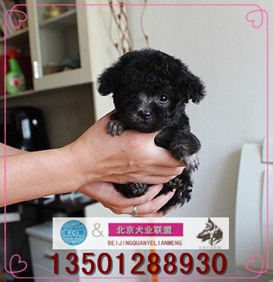 Domesticated Teddy dog living thing Puppies Pet dog Sell Thoroughbred teacup Teddy puppies small-scale Red and white Smoke grayin the Pet/Pet food and supplies , Dogs category - from Buy2taobao.com to provide professional Taobao agent buy service