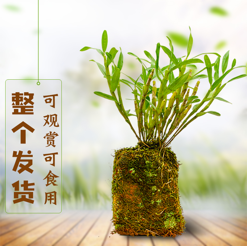 已种活了 贵州赤水金钗石斛苗霍山铁皮石斛苗盆栽食用石斛兰带花在类目 传统滋补营养品, 石斛/枫斗中 - 来自Buy2taobao.com提供专业的淘宝代购服务