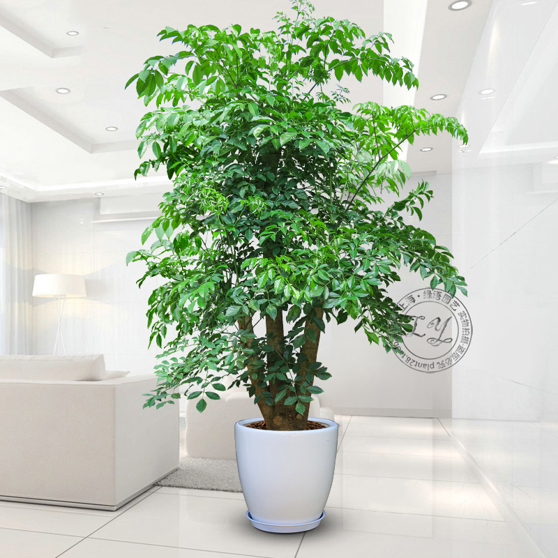 1.8~2.5米幸福树盆栽 植物办公室内花卉大树桩造型客厅大型绿植在类目 鲜花速递/花卉仿真/绿植园艺, 花卉/绿植盆栽(新), 大型绿植/成品组合盆栽中 - 来自Buy2taobao.com提供专业的淘宝代购服务