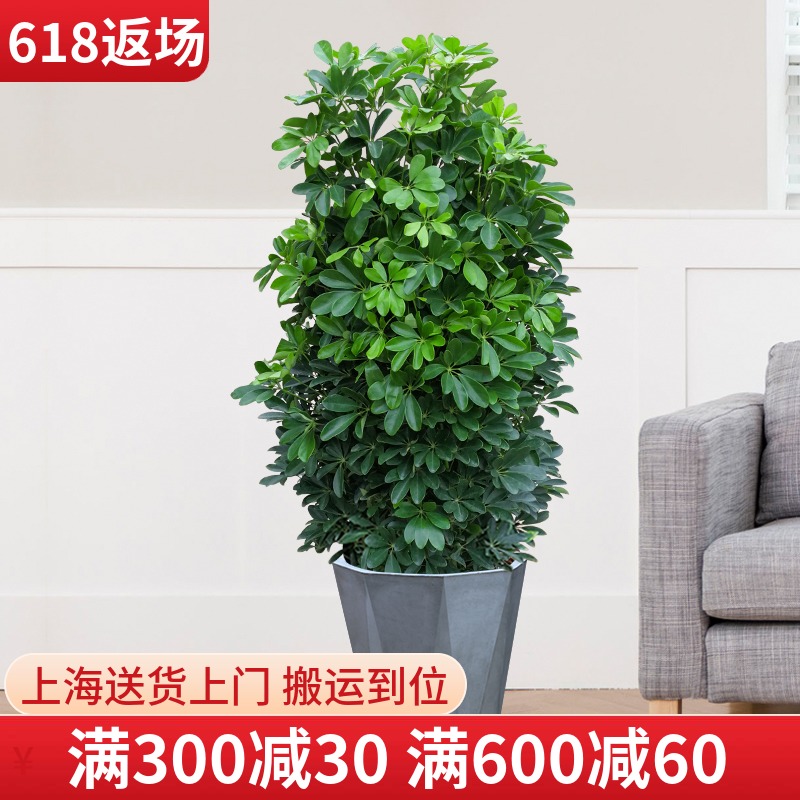 鸭脚木盆栽 大型绿植鸭掌木吸甲醛植物净化空气 客厅室内阳台花卉在类目 鲜花速递/花卉仿真/绿植园艺, 花卉/绿植盆栽(新), 大型绿植/成品组合盆栽中 - 来自Buy2taobao.com提供专业的淘宝代购服务