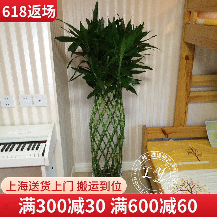 富贵竹笼盆栽 大型绿植办公室内客厅招财观叶土培植物花卉上海在类目 鲜花速递/花卉仿真/绿植园艺, 花卉/绿植盆栽(新), 大型绿植/成品组合盆栽中 - 来自Buy2taobao.com提供专业的淘宝代购服务
