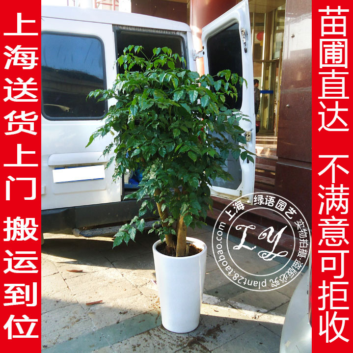 綠寶幸福樹盆栽 大型綠植客廳花卉辦公室內綠化植物 上海送貨上門在類目 鮮花速遞/花卉仿真/綠植園藝, 花卉/綠植盆栽(新), 大型綠植/成品組合盆栽中 - 來自Buy2taobao.com提供專業的淘寶代購服務