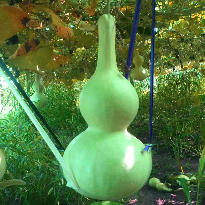 促销蔬菜瓜果手捻葫芦种子小亚葫芦宝葫芦庭院种植特大葫芦籽可食|msdalam kategori penghantaran bunga/bunga simulasi/tumbuhan berkebun, bunga/Buah-buahan dan sayur-sayuran/benih rumput (baru), benih rumah berkebun - dari Buy2taobao.com untuk memberikan perkhidmatan ejen Taobao profesional membeli