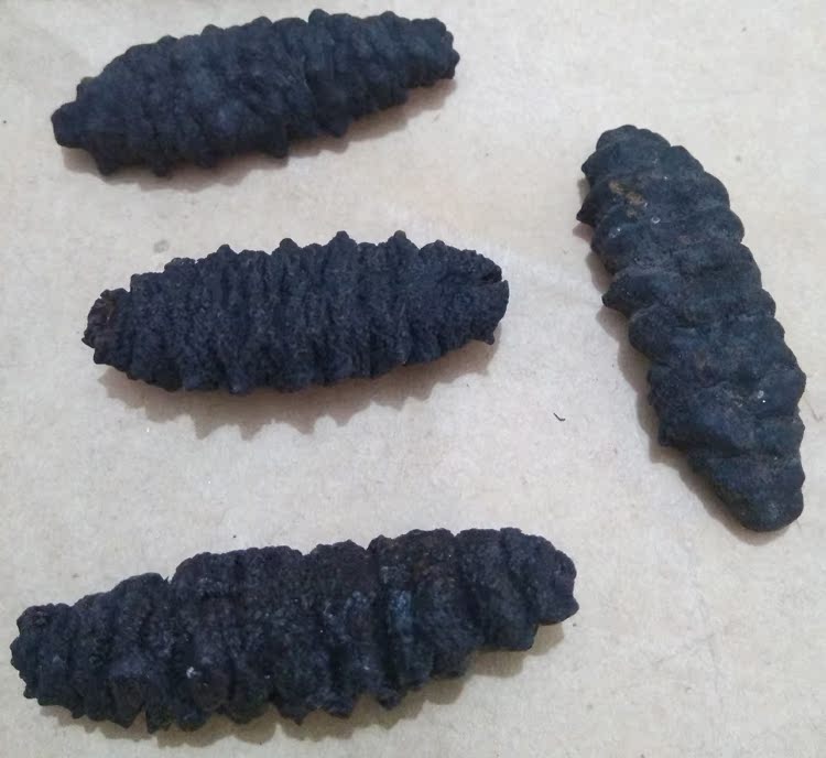 Yangjiang Moon Bay Fisherman Country specialty wild trumpet Thread 452 Per poundin the Aquatic meat/Fresh fruits and vegetables/Cooked , Seafood/Aquatic/Product , Sea cucumber category - from Buy2taobao.com to provide professional Taobao agent buy service