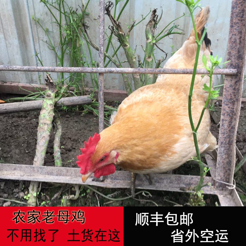 一年母鸡老母鸡公鸡土农家散养童子鸡现杀新鲜包邮正宗广东|msdalam kategori daging perikanan/Buah-buahan segar dan sayur-sayuran/dimasak, daging mentah/daging, ayam, keseluruhan ayam - dari Buy2taobao.com untuk memberikan perkhidmatan ejen Taobao profesional membeli