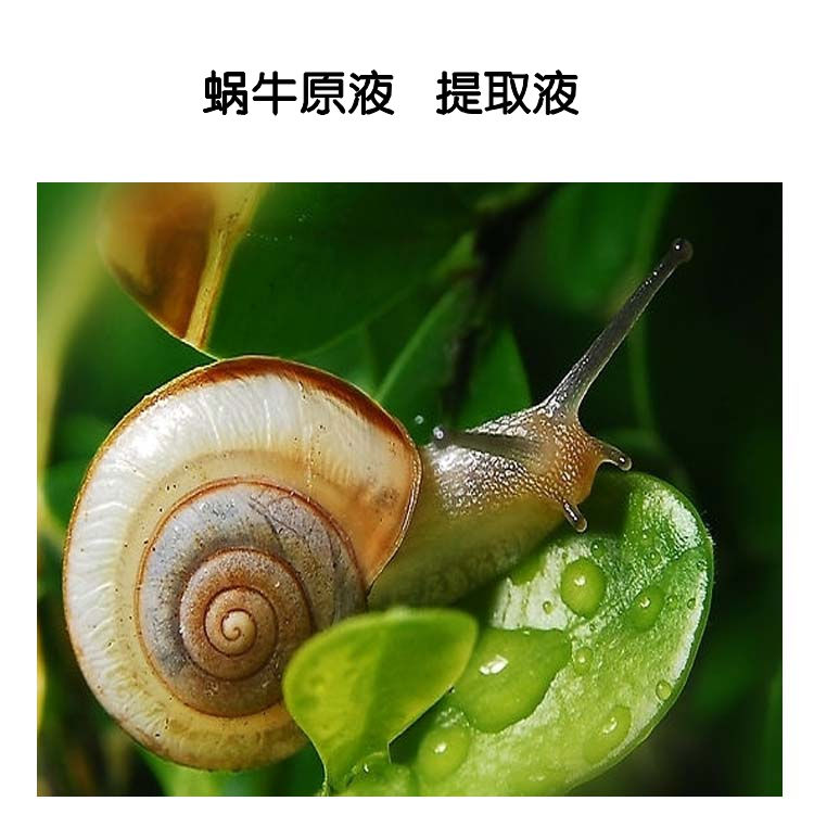 蜗牛原液提取液萃取液 抗皱抗衰老30ML在类目 美容护肤/美体/精油, 精油芳疗, 手工皂/精油皂中 - 来自Buy2taobao.com提供专业的淘宝代购服务