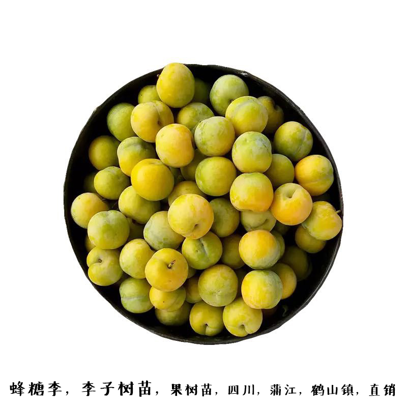 李子苗树苗南方北方种植当年结果四川脆李嫁接早熟晚熟地栽果树苗在类目 鲜花速递/花卉仿真/绿植园艺, 花园植物/行道树/果树, 果树中 - 来自Buy2taobao.com提供专业的淘宝代购服务