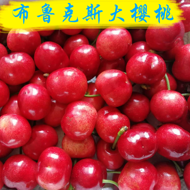 山东青岛露天山地布鲁克斯大樱桃新鲜现摘现发5斤顺丰包邮在类目 水产肉类/新鲜蔬果/熟食, 新鲜水果, 车厘子/樱桃中 - 来自Buy2taobao.com提供专业的淘宝代购服务