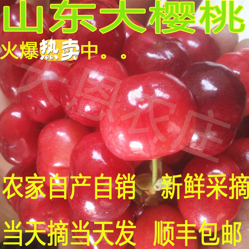 山东青岛大樱桃媲美烟台红灯新鲜采摘现摘现发5斤净重顺丰包邮在类目 水产肉类/新鲜蔬果/熟食, 新鲜水果, 车厘子/樱桃中 - 来自Buy2taobao.com提供专业的淘宝代购服务
