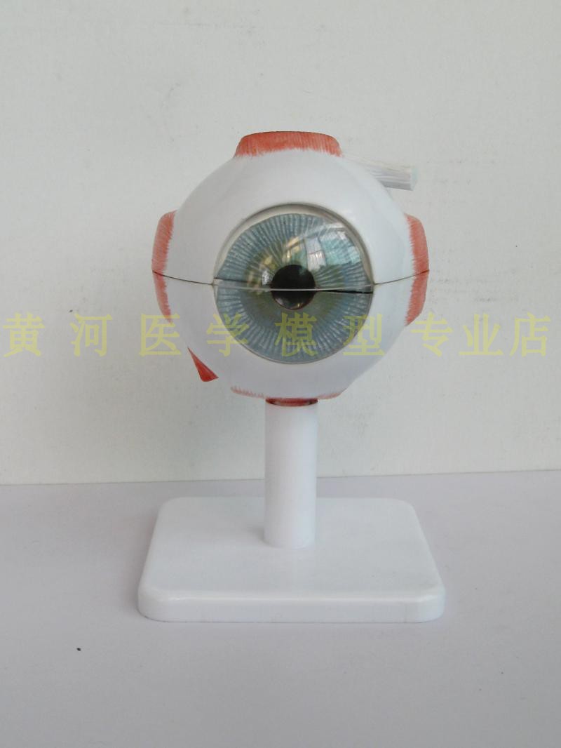 高级 三倍眼球(带眼肌),眼珠模型 眼球解剖模型 眼球结构放大模型在类目 玩具/童车/益智/积木/模型, 静态模型, 其他模型玩具中 - 来自Buy2taobao.com提供专业的淘宝代购服务