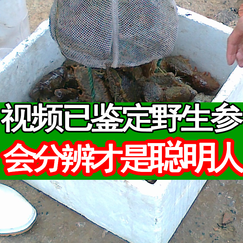 鲜活新鲜海参 野生海捕海参 刺参 山东烟台海参 每只价在类目 水产肉类/新鲜蔬果/熟食, 海鲜/水产品/制品, 海参中 - 来自Buy2taobao.com提供专业的淘宝代购服务