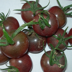 寿光蔬菜 黑珍珠黑番茄种子 高糖分含丰富营养
