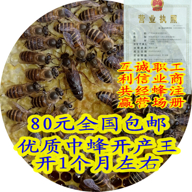 中蜂新开产王活体包邮土华蜂双色阿坝太湖耐热高产优质抗烂子中囊在类目 传统滋补营养品, 蜂产品, 其它蜂产品中 - 来自Buy2taobao.com提供专业的淘宝代购服务