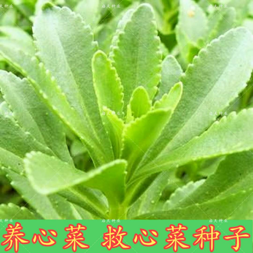 养心菜种子 养心菜籽 保健菜 救心菜籽蔬菜种子 四季盆栽阳台野菜在类目 农用物资, 种子/种苗, 蔬菜种子中 - 来自Buy2taobao.com提供专业的淘宝代购服务