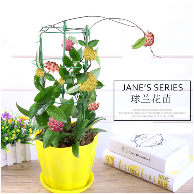 Hoya Seedlings Green leaf orchid Climbing flowers and plants Hoya Hydrangea Flower pot Green plant Evergreenin the Home accessories , Vase/Flower/Artificial flowers/Imitation jewelry , Bonsai plant simulation category - from Buy2taobao.com to provide professional Taobao agent buy service