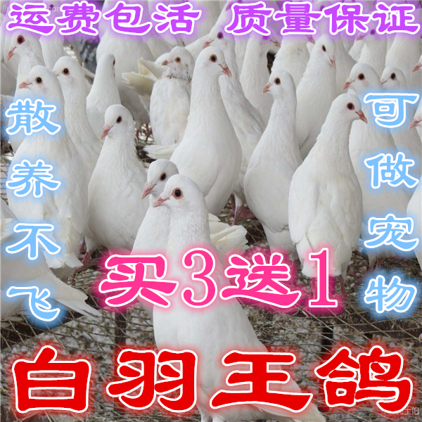 dove living thing a pair White King Pigeon Pigeon Ornamental pigeons W ash Pigeon pigeon Youth Partridge Partridgein the Pet/Pet food and supplies , Birds and supplies , Bird category - from Buy2taobao.com to provide professional Taobao agent buy service