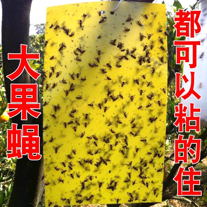 Melon and fruit Fruit fly Sheet Drosophila melanogaster Fruit fly Armyworm board Agriculture Orchard fly Trapin the Flower delivery/Flowers simulation/Plants gardening , Gardening supplies , Other Garden Supplies category - from Buy2taobao.com to provide professional Taobao agent buy service