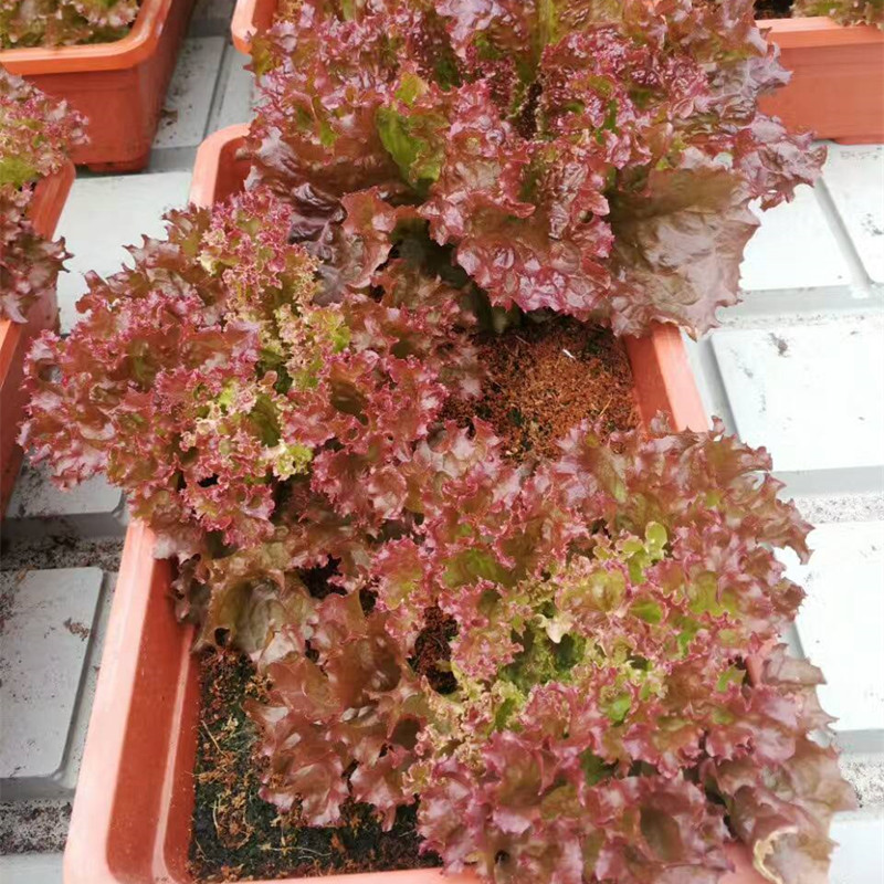 蔬菜种子散叶生菜罗莎红紫生菜种子意大利进口高档红生种籽蔬菜基在类目 农用物资, 种子/种苗, 蔬菜种子中 - 来自Buy2taobao.com提供专业的淘宝代购服务