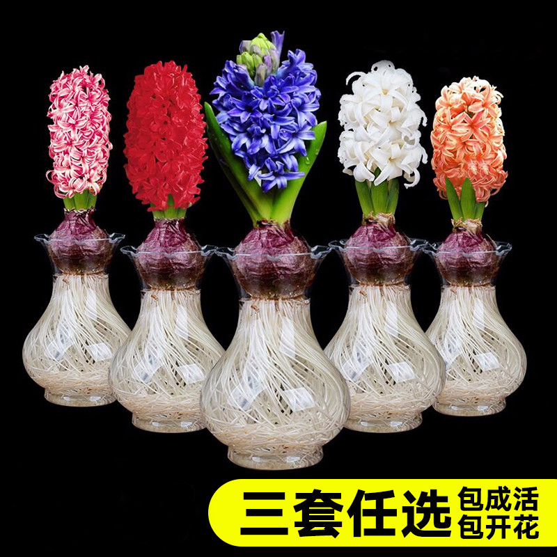 葡萄风信子吸水盆土培套装三颗盆栽风信子种球花草水仙花卉在类目 鲜花速递/花卉仿真/绿植园艺, 花卉/蔬果/草坪种子(新), 种球中 - 来自Buy2taobao.com提供专业的淘宝代购服务