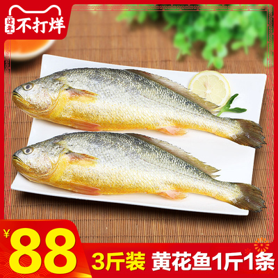 黄花鱼大小黄鱼 新鲜冷冻整箱 鲜活生鲜深海海鲜水产海鱼包邮