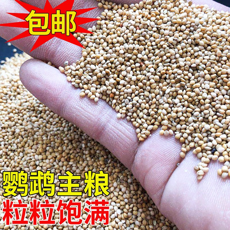黃谷子帶殼小米粟谷虎皮玄鳳牡丹鹦鹉文鳥鳥糧黍子鳥食五斤包郵在類目 寵物/寵物食品及用品, 鳥類及用品, 鳥食中 - 來自Buy2taobao.com提供專業的淘寶代購服務