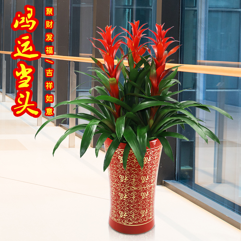 拾春約紅星鴻運當頭盆栽花卉辦公室送禮植物陽台否防輻射淨化空氣在類目 鮮花速遞/花卉仿真/綠植園藝, 花卉/綠植盆栽(新), 綠植中 - 來自Buy2taobao.com提供專業的淘寶代購服務
