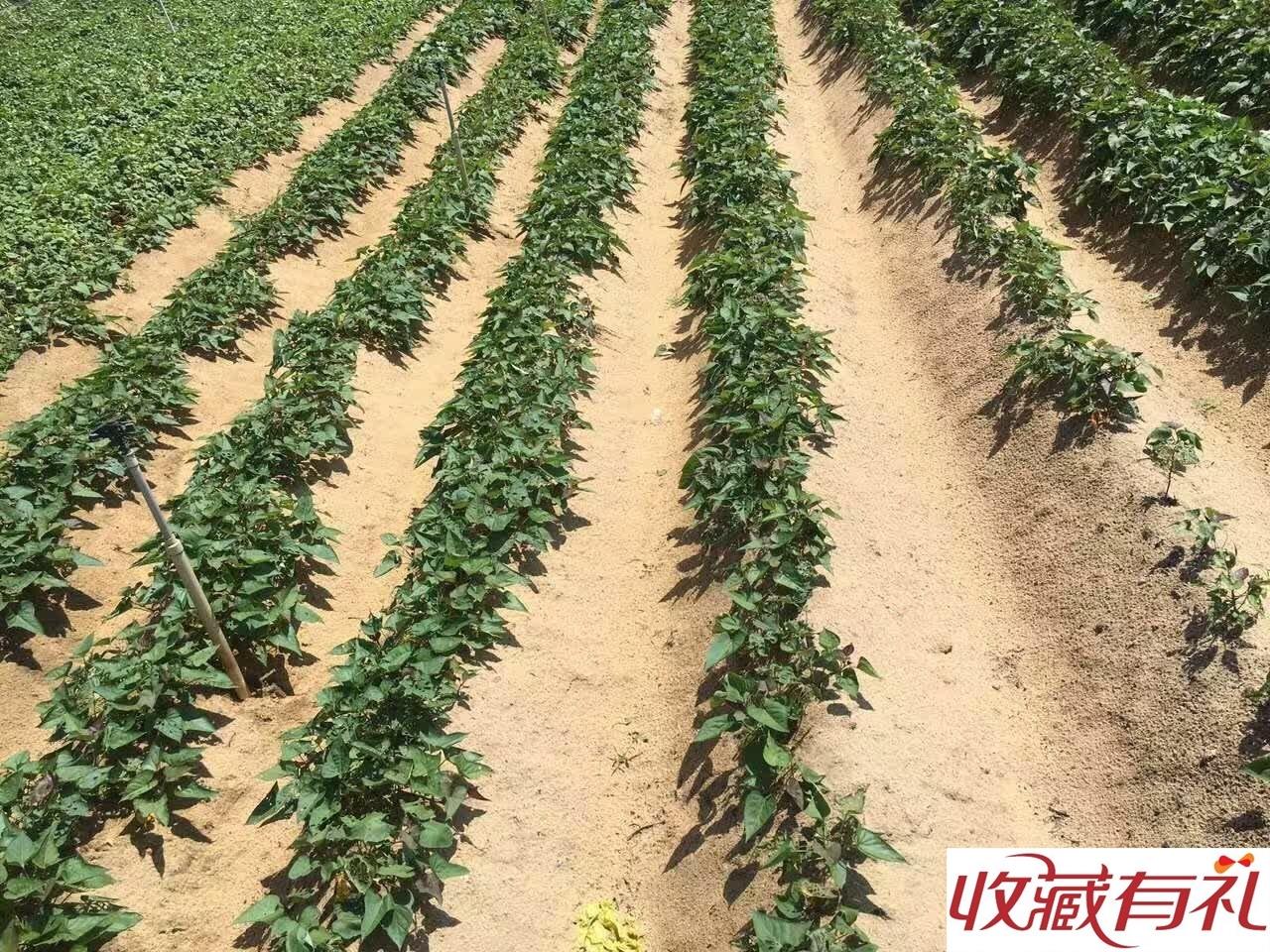2019 fresh Sand Redskins SWEETHEART sweet potato Chinese chestnut Potato Sweet potato 5 pounds Six.in the Play mode/Anime/Periphery/cos/Board games , Chess/Board games , Go category - from Buy2taobao.com to provide professional Taobao agent buy service