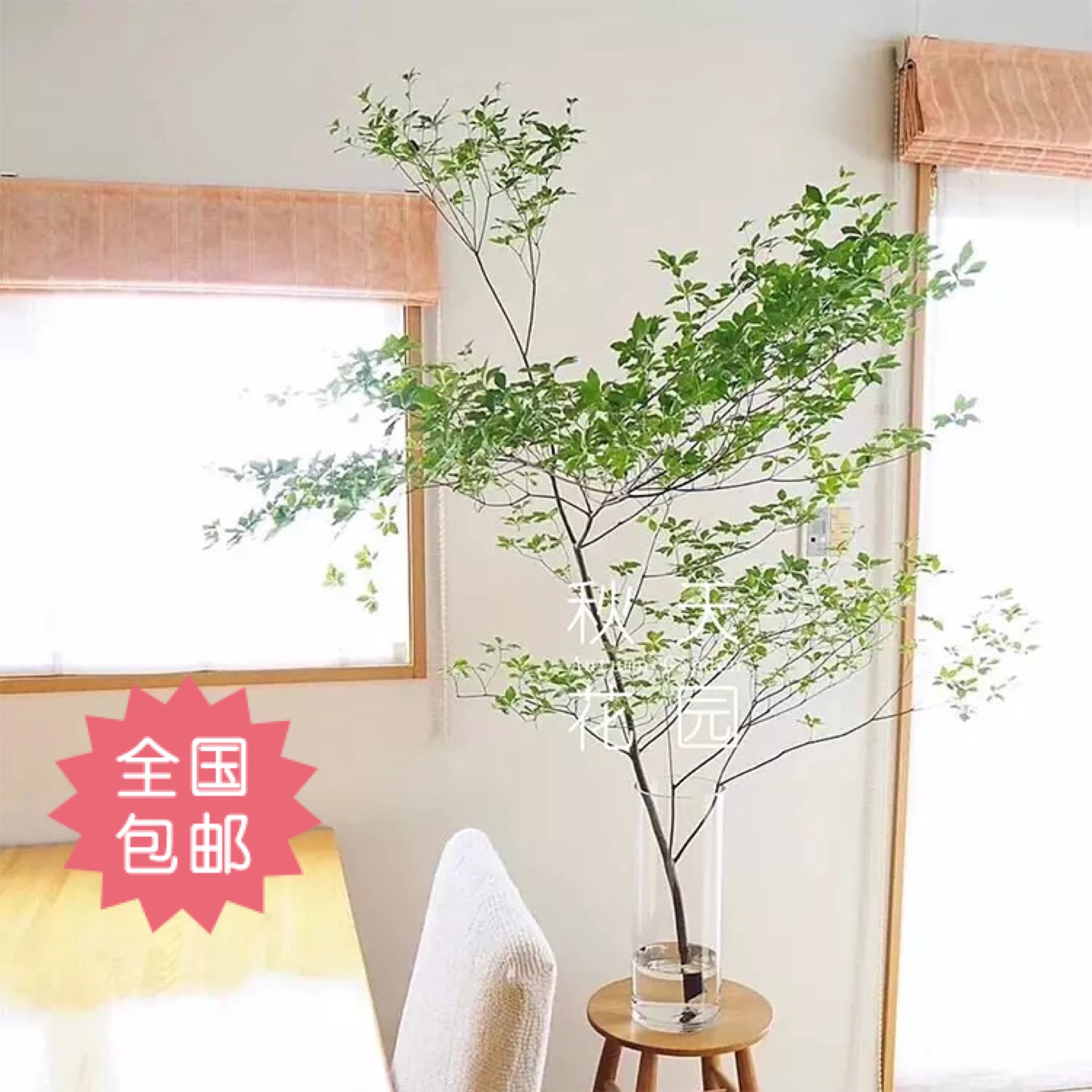 Enkianthus Botany Japan Japan Diaozhong Botany Sapling Botany Potted plant Survive Four seasons Diaozhong Fresh cutin the Flower delivery/Flowers simulation/Plants gardening , Flower delivery(City) category - from Buy2taobao.com to provide professional Taobao agent buy service