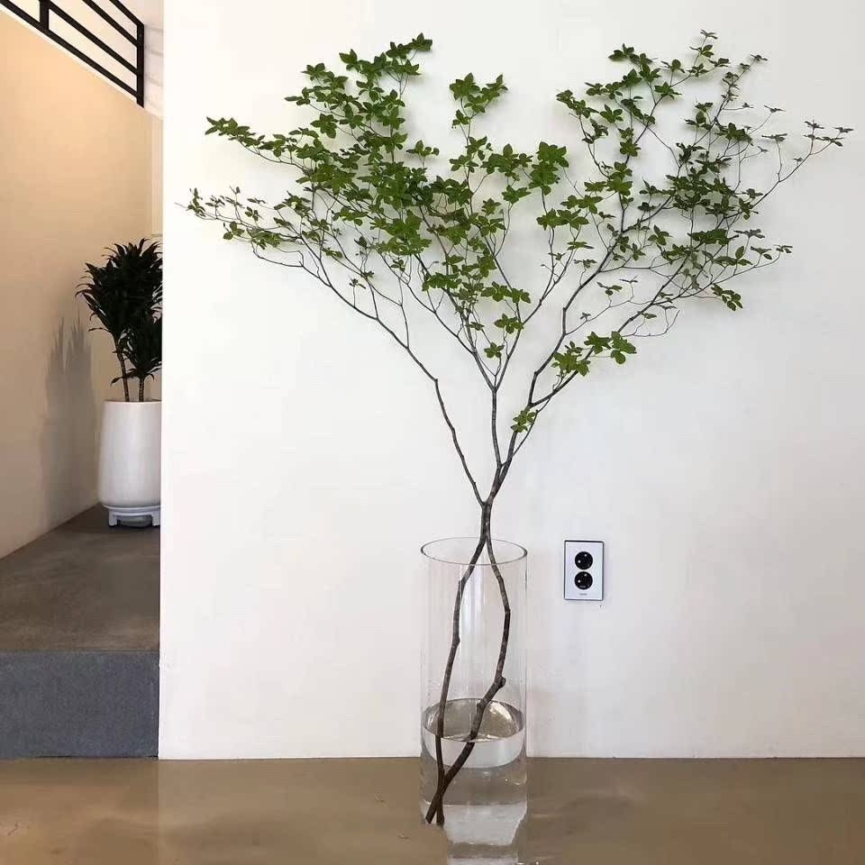 吊钟花 植物 日本日本吊钟 植物树苗植物盆栽易成活四季吊钟 鲜切在类目 鲜花速递/花卉仿真/绿植园艺, 鲜花速递(同城)中 - 来自Buy2taobao.com提供专业的淘宝代购服务