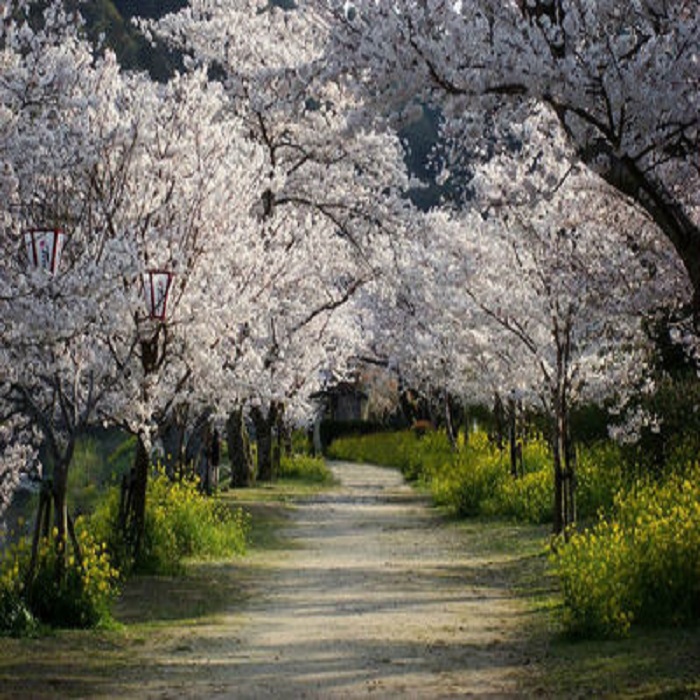 绿化苗木 日本樱花苗 樱花树苗 嫁接樱花小苗 庭院樱花大树苗在类目 鲜花速递/花卉仿真/绿植园艺, 花园植物/行道树/果树, 行道树/乔木中 - 来自Buy2taobao.com提供专业的淘宝代购服务