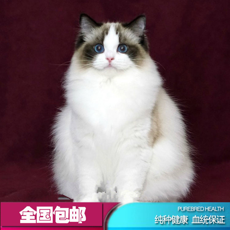 布偶猫活体纯种海豹双色蓝双山猫纹重点手套布偶蓝眼睛幼崽小猫咪在类目 宠物/宠物食品及用品, 猫咪中 - 来自Buy2taobao.com提供专业的淘宝代购服务