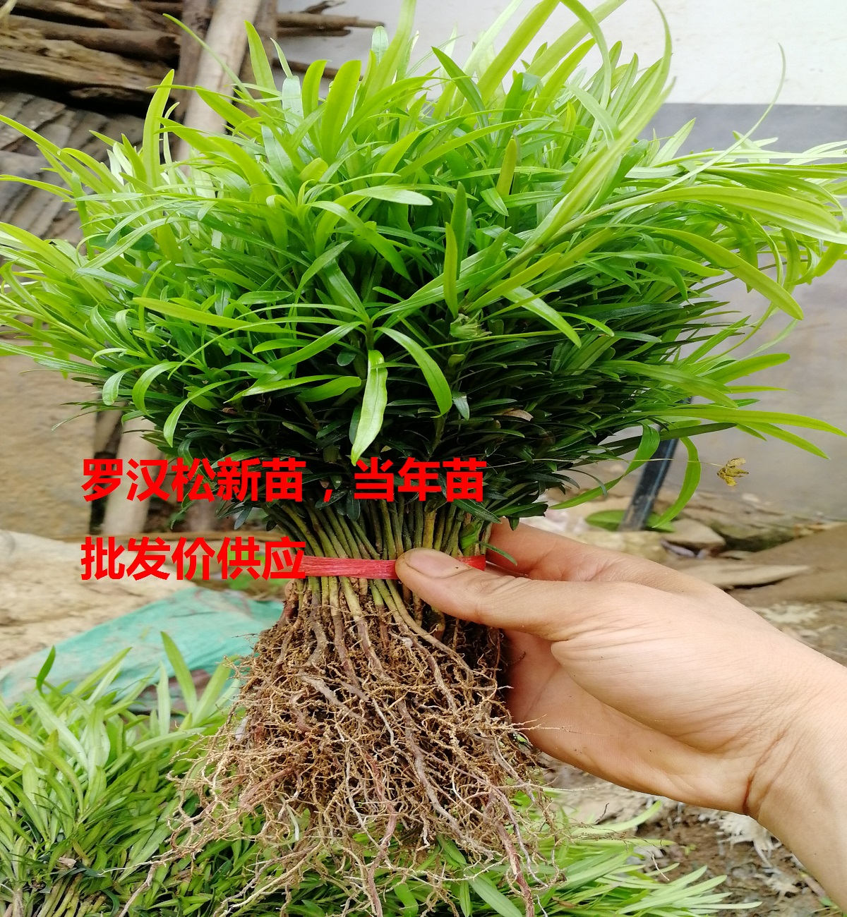 罗汉松树苗罗汉松小苗罗汉松四季常青占地罗汉松苗5百株起苗发货在类目 鲜花速递/花卉仿真/绿植园艺, 花园植物/行道树/果树, 行道树/乔木中 - 来自Buy2taobao.com提供专业的淘宝代购服务