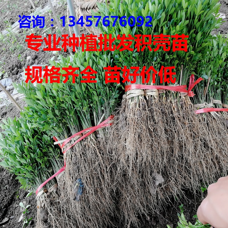 Poncirus trifoliate Poncirus trifoliate Poncirus trifoliate Seedlings Bamboo fence Sapling 10-15 centimeter Poncirus trifoliatein the Flower delivery/Flowers simulation/Plants gardening , Garden Plants/Trees/Fruit tree, Trees/Arbor category - from Buy2taobao.com to provide professional Taobao agent buy service