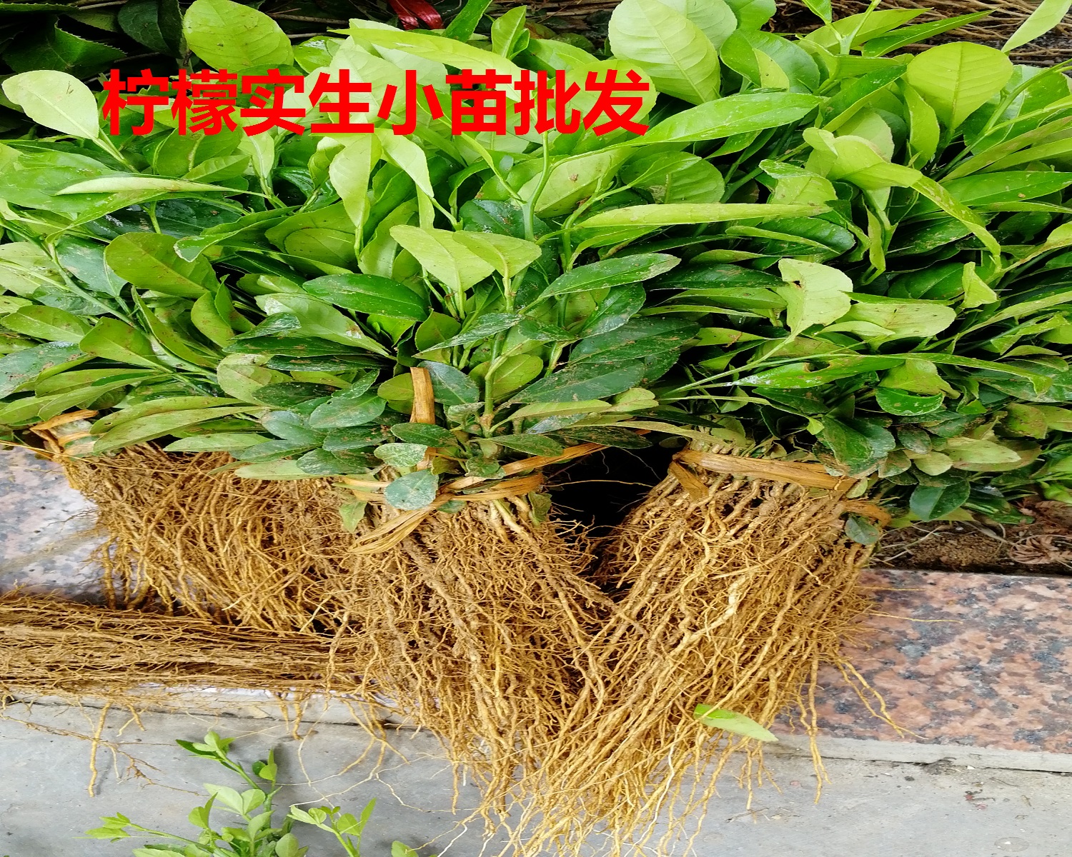 high quality lemon Miaoxiaoye lemon Seedling lemon Sprouts lemon Stock 1000 Trees startingin the Flower delivery/Flowers simulation/Plants gardening , Garden Plants/Trees/Fruit tree, Fruit tree category - from Buy2taobao.com to provide professional Taobao agent buy service