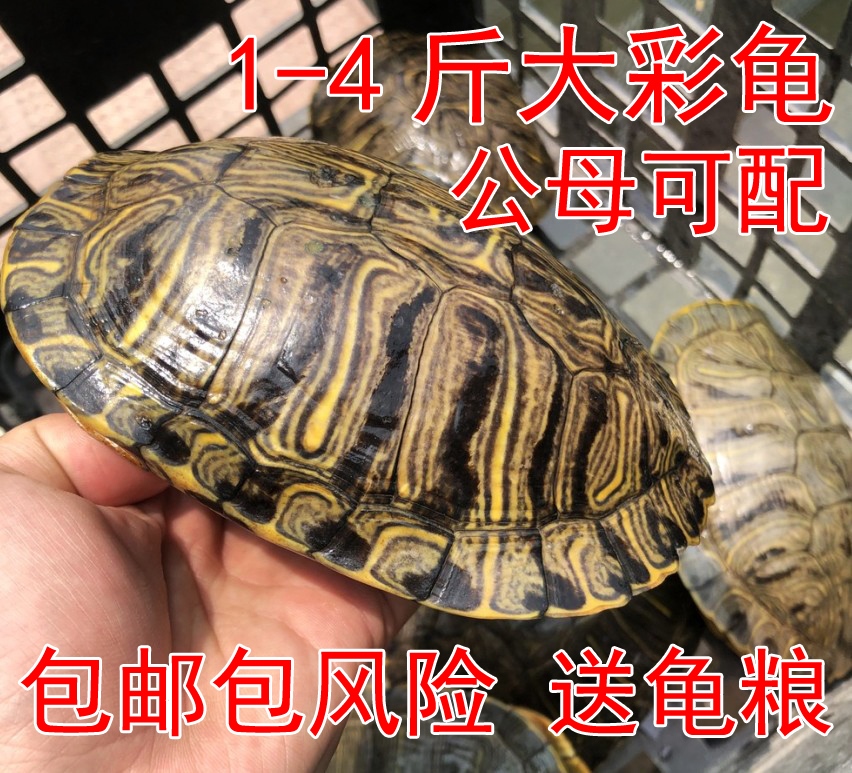 大巴西龟乌龟活体宠物龟活物黄金巴西龟巴西彩水龟陆龟 1-4斤包邮|ruв категории животное/Животное питание и принадлежностей, аквариум мира, черепаха/черепаха - от Buy2taobao.com для оказания профессиональной услуги покупки агента Taobao