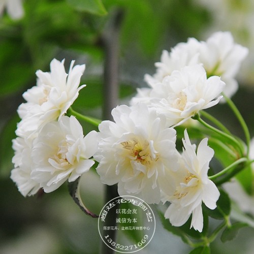 Chaoda flowers and plants gardening aromatic Climb flowers and plants Potted Plants Vertical beautification White Woody flower Rosein the Flower delivery/Flowers simulation/Plants gardening , Flowers/Potted plants (New) , Flowers category - from Buy2taobao.com to provide professional Taobao agent buy service
