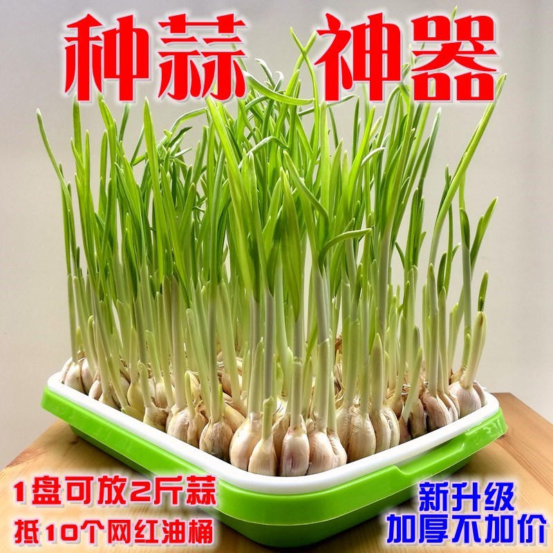 。水培大蒜容器 家用蒜苗盆栽大蒜种植盆种大蒜神器室内家庭阳台|ruв категории доставка цветов/цветок моделирования/растения садоводства, садовых принадлежностей, питомник диск/питательный горшок - от Buy2taobao.com для оказания профессиональной услуги покупки агента Taobao