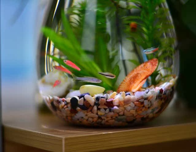 水滴形生态瓶热带鱼小鱼缸 办公桌迷你鱼缸桌面缸 DIY作业 礼物在类目 宠物/宠物食品及用品, 水族世界, 鱼缸等水族设备, 生态瓶/创意缸/桌面微景缸中 - 来自Buy2taobao.com提供专业的淘宝代购服务