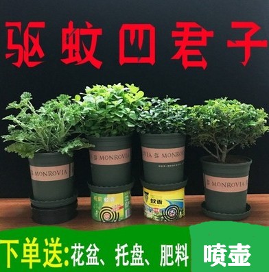 薄荷盆栽去蚊蟲防蚊草防蚊植物室內淨化空氣除甲醛綠植庭院防蚊盆在類目 鮮花速遞/花卉仿真/綠植園藝, 花卉/綠植盆栽(新), 綠植中 - 來自Buy2taobao.com提供專業的淘寶代購服務