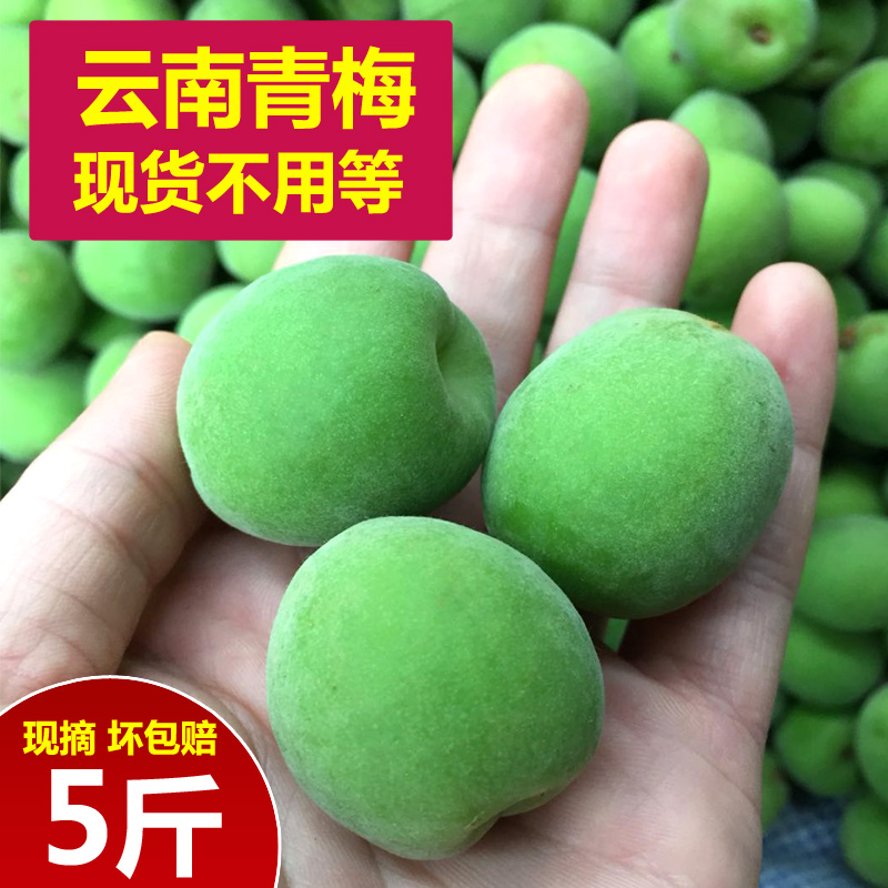 青梅果新鲜5斤鲜果云南大理洱源现摘泡酒散装青梅子脆腌制酵素|ruв категории водной мясо/свежие фрукты и овощи/еда, свежие фрукты, другие - от Buy2taobao.com для оказания профессиональной услуги покупки агента Taobao