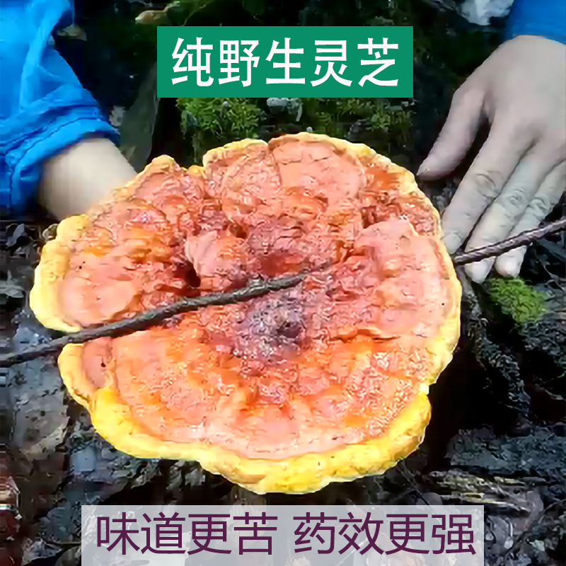 贵州深山野生赤灵芝纯天然整枝特级一斤红灵芝可切片林芝正品500g在类目 传统滋补营养品, 灵芝, 整枝灵芝中 - 来自Buy2taobao.com提供专业的淘宝代购服务