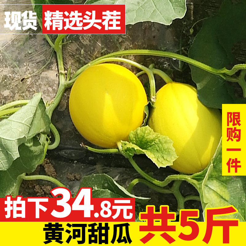 陕西阎良甜瓜香瓜黄河蜜瓜5斤黄金蜜瓜哈密瓜新鲜水果包邮10|ruв категории водной мясо/свежие фрукты и овощи/еда, свежие фрукты, дыня - от Buy2taobao.com для оказания профессиональной услуги покупки агента Taobao