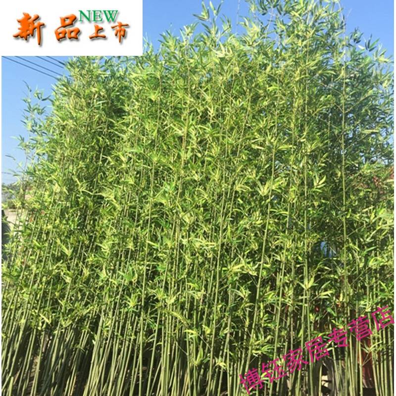 新品仿真带稍竹子加密细水竹景观竹酒店隔断屏风假竹子室内装饰室|msdalam kategori Perniagaan/perabot pejabat, perabot pejabat, panel dinding, dinding pejabat/terputus - dari Buy2taobao.com untuk memberikan perkhidmatan ejen Taobao profesional membeli