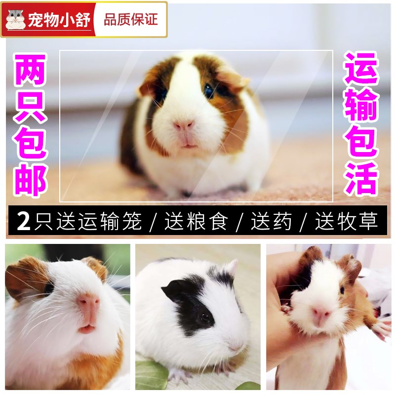 掌柜精选 荷兰猪宝宝 葵鼠 活体豚鼠 天竺鼠 彩豚 包活 2只包邮在类目 办公设备/耗材/相关服务, 包装设备/标牌及耗材, 包裹袋/编织袋中 - 来自Buy2taobao.com提供专业的淘宝代购服务