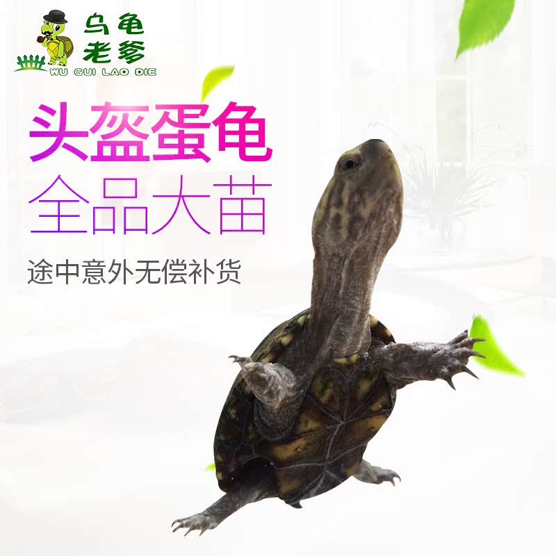 头盔龟活体头盔龟苗头盔龟活果核龟活体剃刀龟活体麝香龟活体5cm在类目 办公设备/耗材/相关服务, 包装设备/标牌及耗材, 包裹袋/编织袋中 - 来自Buy2taobao.com提供专业的淘宝代购服务