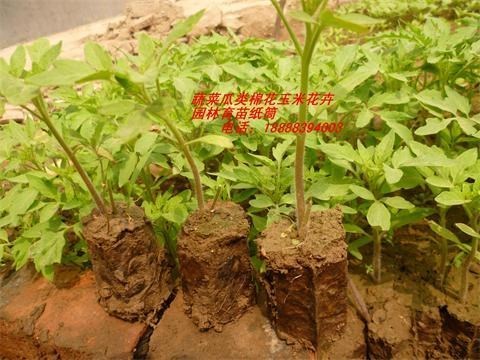 Vegetables Honeycomb paper bag Plastic paper bag fast paper bag Plastic paper bag grow seedlings paper bag Acupoint disk Paper tubein the Flower delivery/Flowers simulation/Plants gardening , Gardening supplies , Seedling tray/Nutritional bowl category - from Buy2taobao.com to provide professional Taobao agent buy service