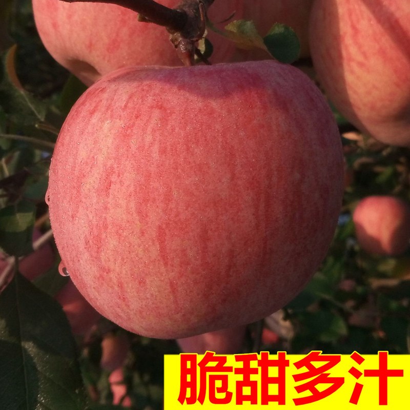 10斤烟台栖霞红富士苹果山东整箱新鲜水果苹果22-24个批包邮在类目 办公设备/耗材/相关服务, 包装设备/标牌及耗材, 包裹袋/编织袋中 - 来自Buy2taobao.com提供专业的淘宝代购服务