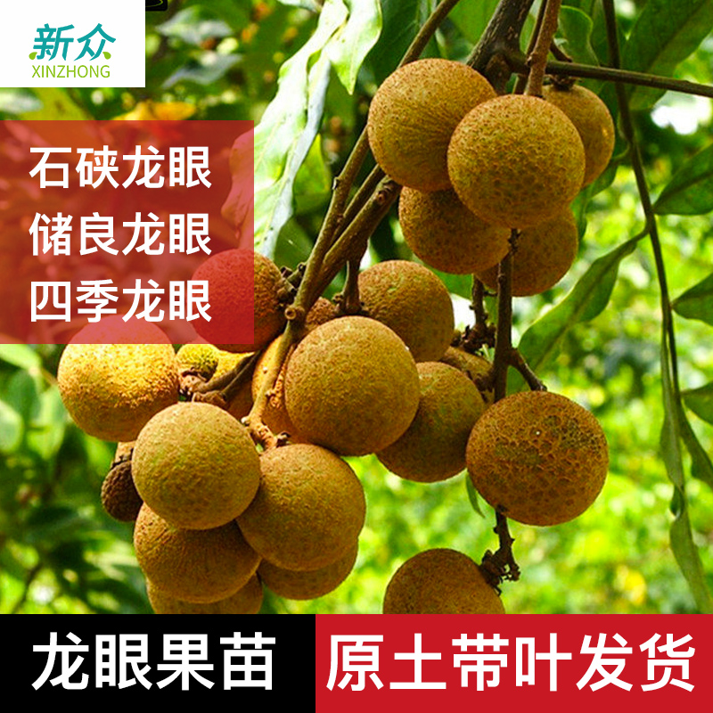 广西四季无核龙眼苗树嫁接带土带叶地栽盆栽桂圆果树当年结果包邮在类目 鲜花速递/花卉仿真/绿植园艺, 花园植物/行道树/果树, 果树中 - 来自Buy2taobao.com提供专业的淘宝代购服务