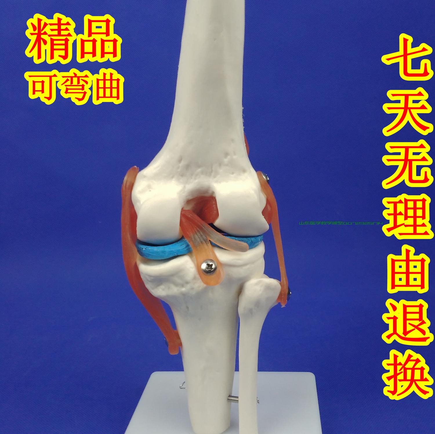 human body Knee function Model Human Skeleton joint Model Knee Model Kneecap Patella Modelin the Toy/Childs/Puzzle/Building block/Model , Static model , Other model toys category - from Buy2taobao.com to provide professional Taobao agent buy service